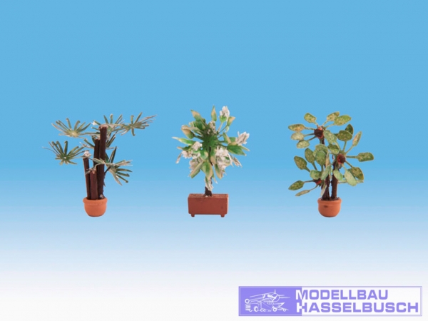 Mediterrane Pflanzen